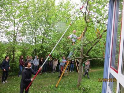 Baumschnitt der Streuobstbäume