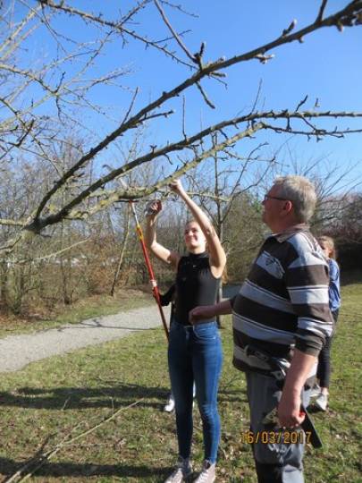 Baumschnitt der Streuobstbäume