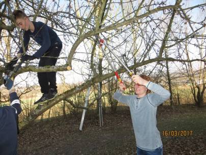 Baumschnitt der Streuobstbäume