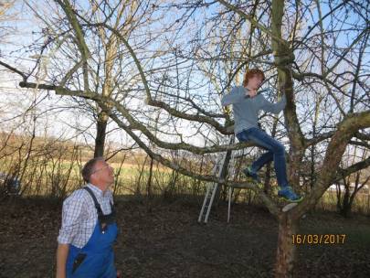 Baumschnitt der Streuobstbäume