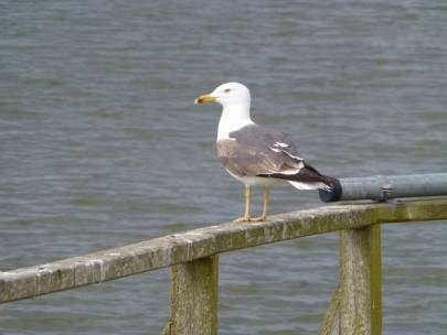 Schullandheim Amrum