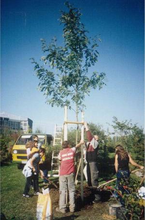 Pflanzung eines Speierlings am 10.10.2001 und Übergabe von 500 DM; Übergabe des Preises durch den Vorsitzenden des Verbandes "Garten-, Landschafts- und Sportplatzbau BW e.V." Michael Lutz