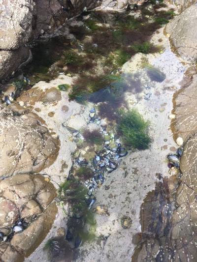 Rockpool