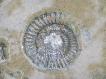 Ammonitenpflaster an der Steinlach in Ofterdingen