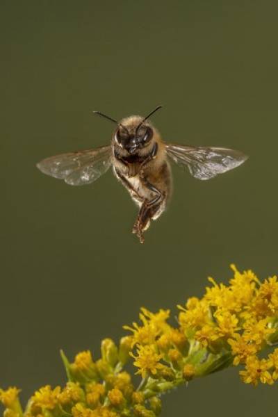 Biene im Anflug auf eine Blüte - Foto: Ingo Arndt