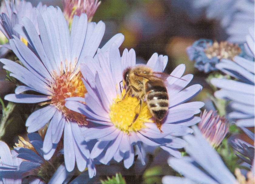 Biene auf Herbstaster - Foto: M. Spahlinger
